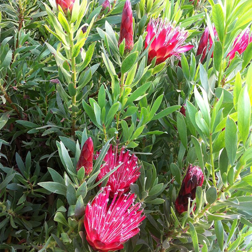 Protea Clark's Red - Protée hybride (Floraison)