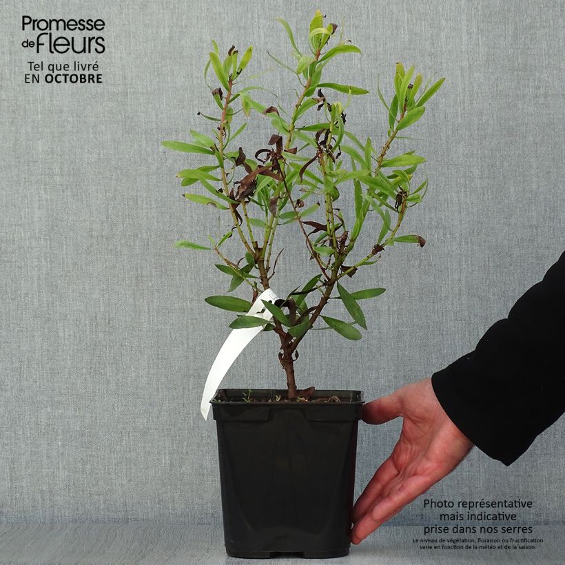 Spécimen de Protea Clark's Red - Protée hybride Pot de 4L/5L tel que livré en automne