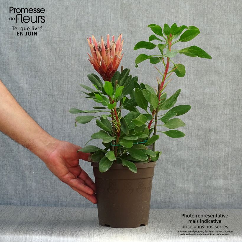 Spécimen de Protea Little Prince - Protée royale Pot de 2L/3L tel que livré en été