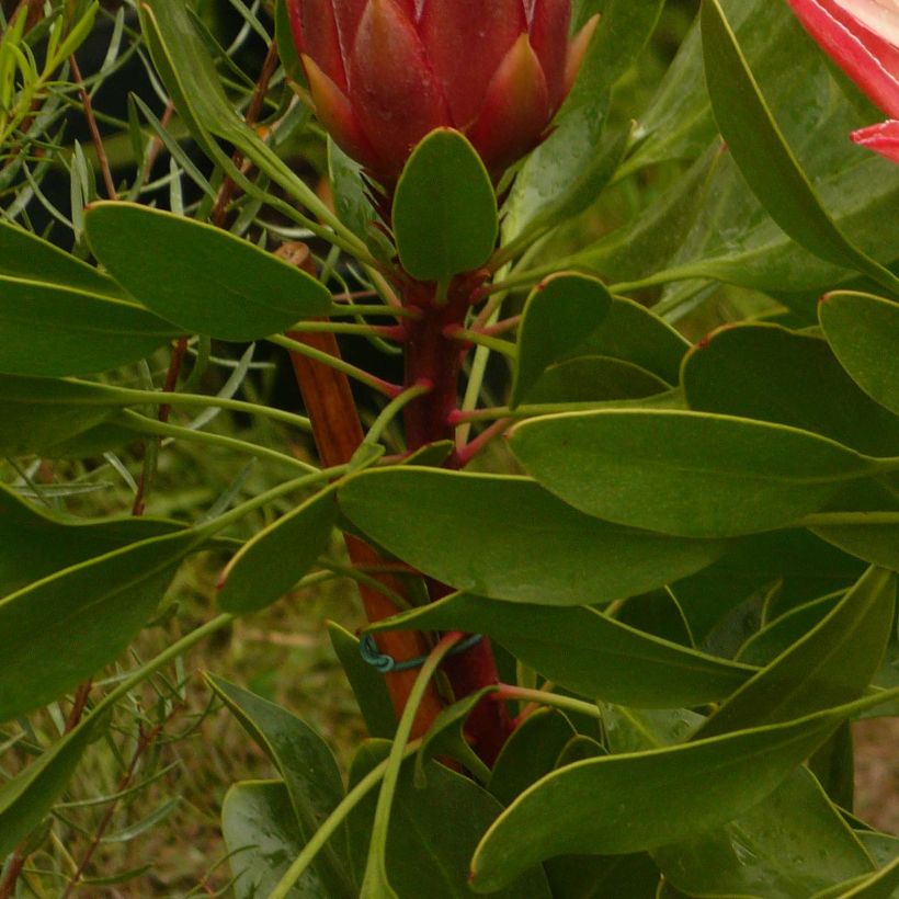 Protea Pink Crown - Protée hybride (Feuillage)