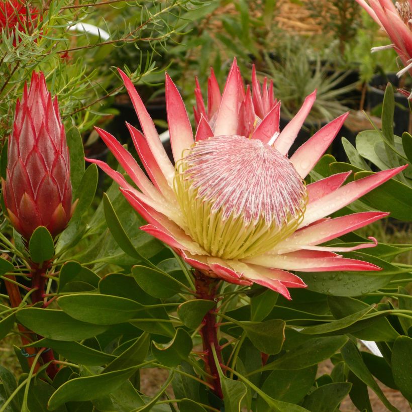 Protea Pink Crown - Protée hybride (Floraison)