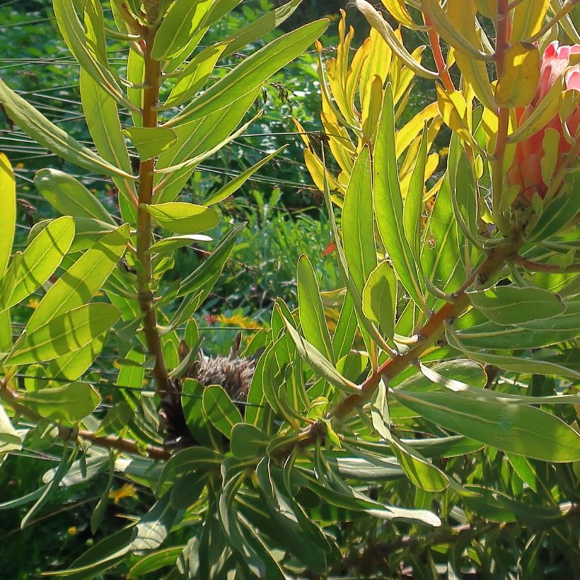 Protea Pink Ice - Protée hybride (Feuillage)