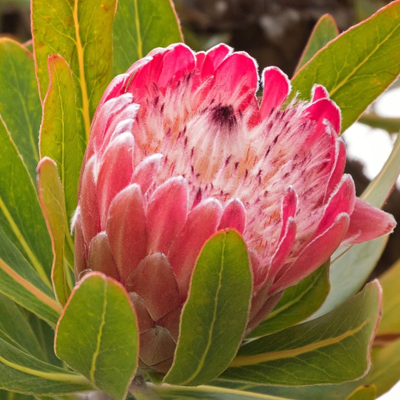 Protea Pink Ice - Protée hybride (Floraison)