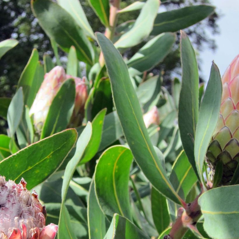 Protea Susara - Protée hybride (Feuillage)