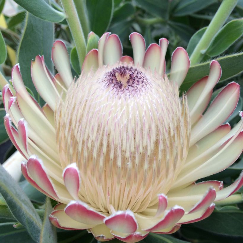 Protea Susara - Protée hybride (Floraison)