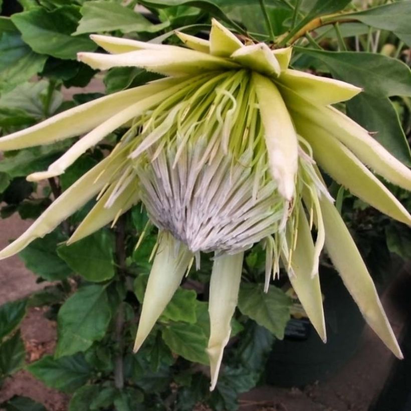 Protea White Crown - Protée royale miniature (Floraison)