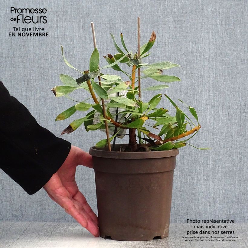 Spécimen de Protea White Crown - Protée royale miniature Pot de 2L/3L tel que livré en automne
