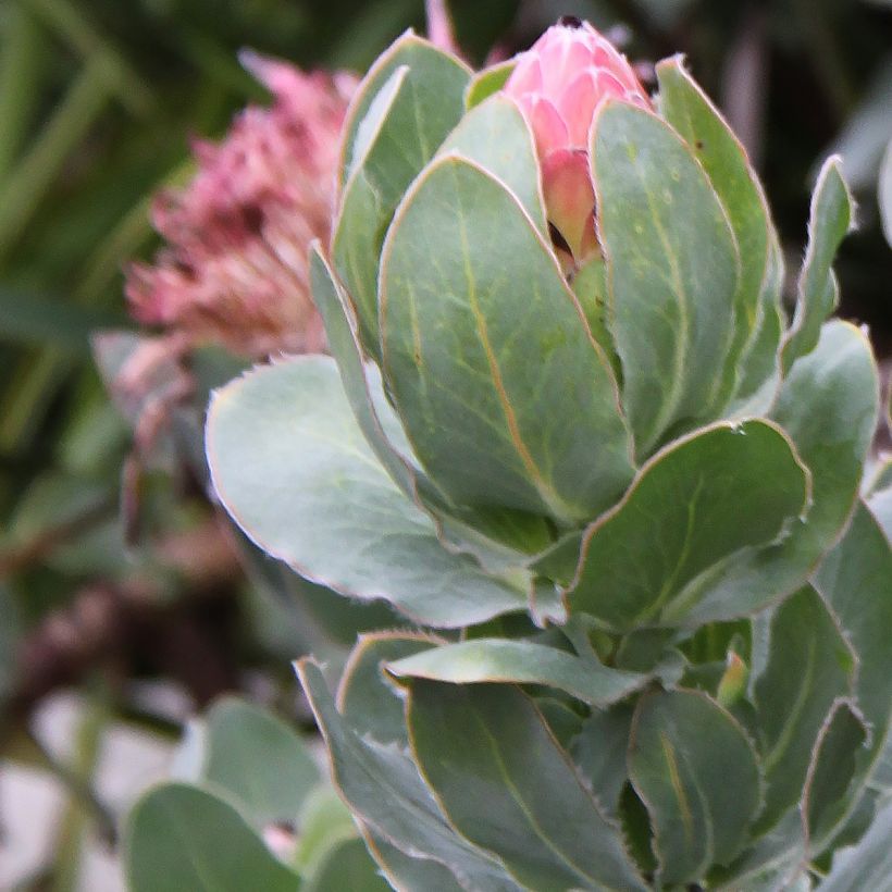 Protea eximia - Protée à feuilles larges (Feuillage)