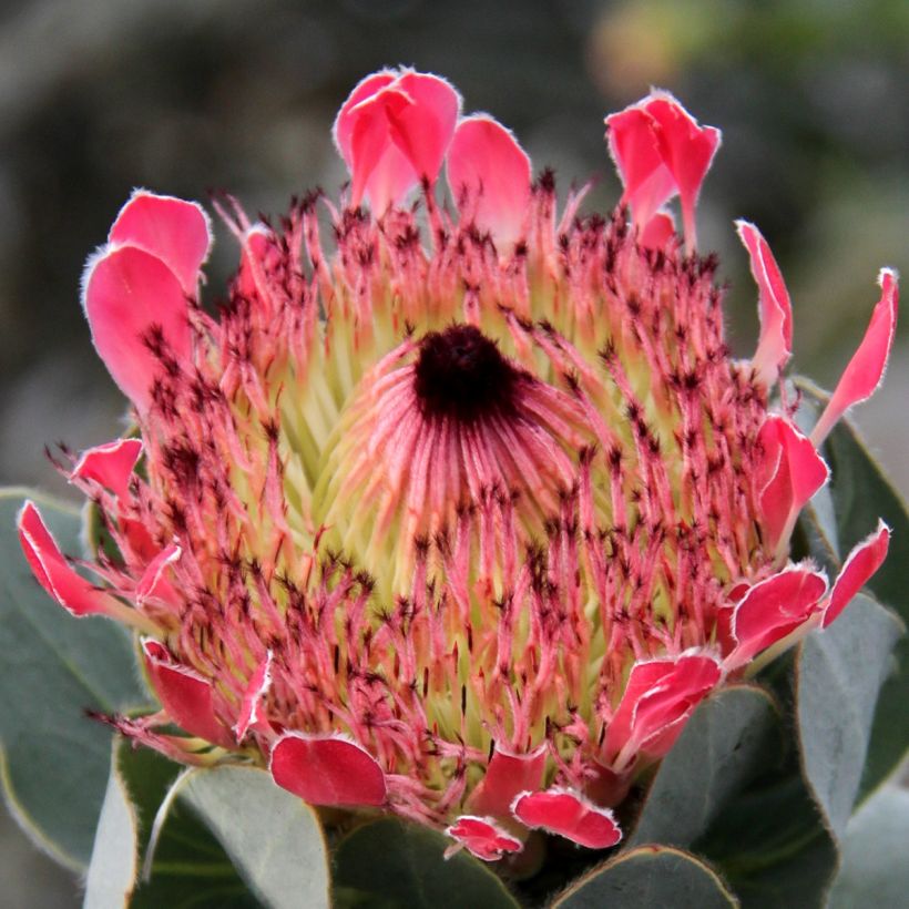 Protea eximia - Protée à feuilles larges (Floraison)