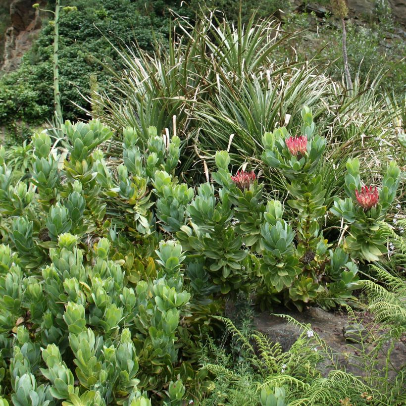 Protea eximia - Protée à feuilles larges (Port)