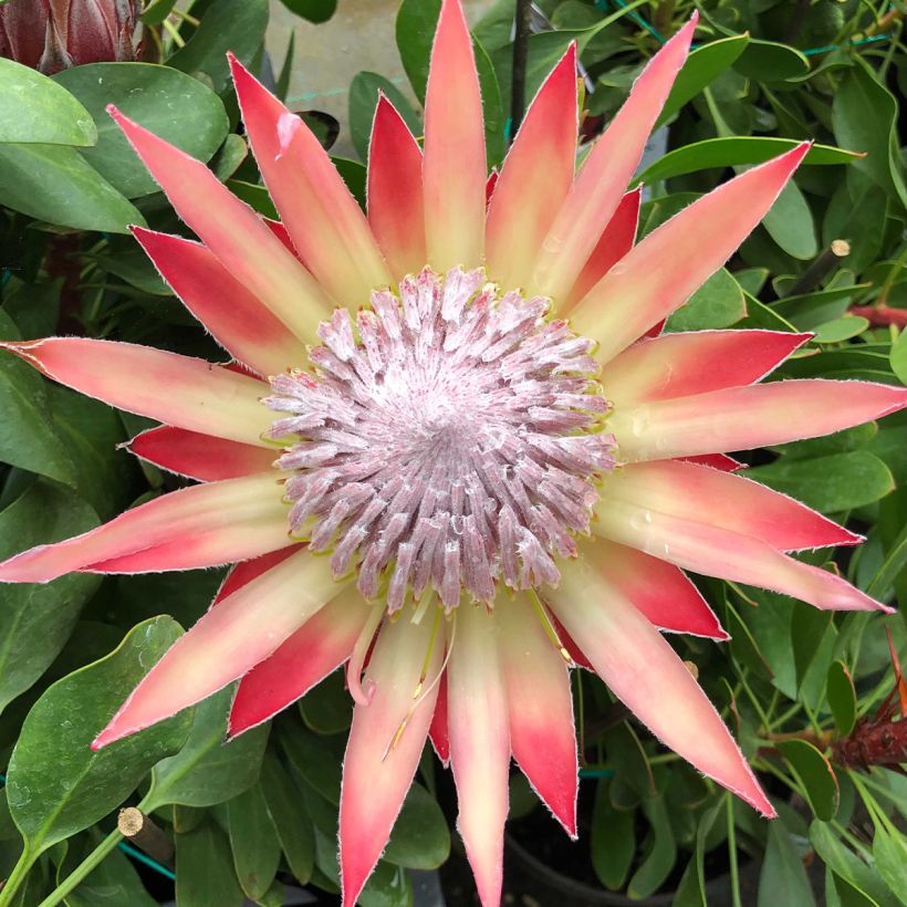 Protea Little Prince - Protée royale (Floraison)