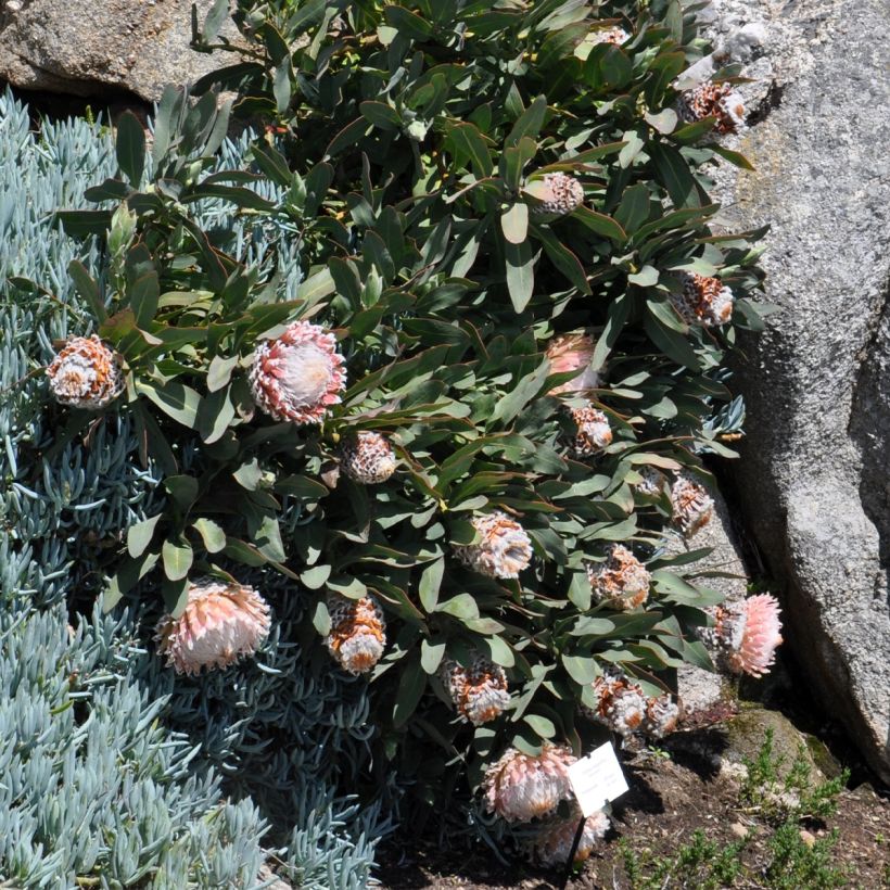 Protea magnifica - Protée magnifique, Reine Protée (Port)