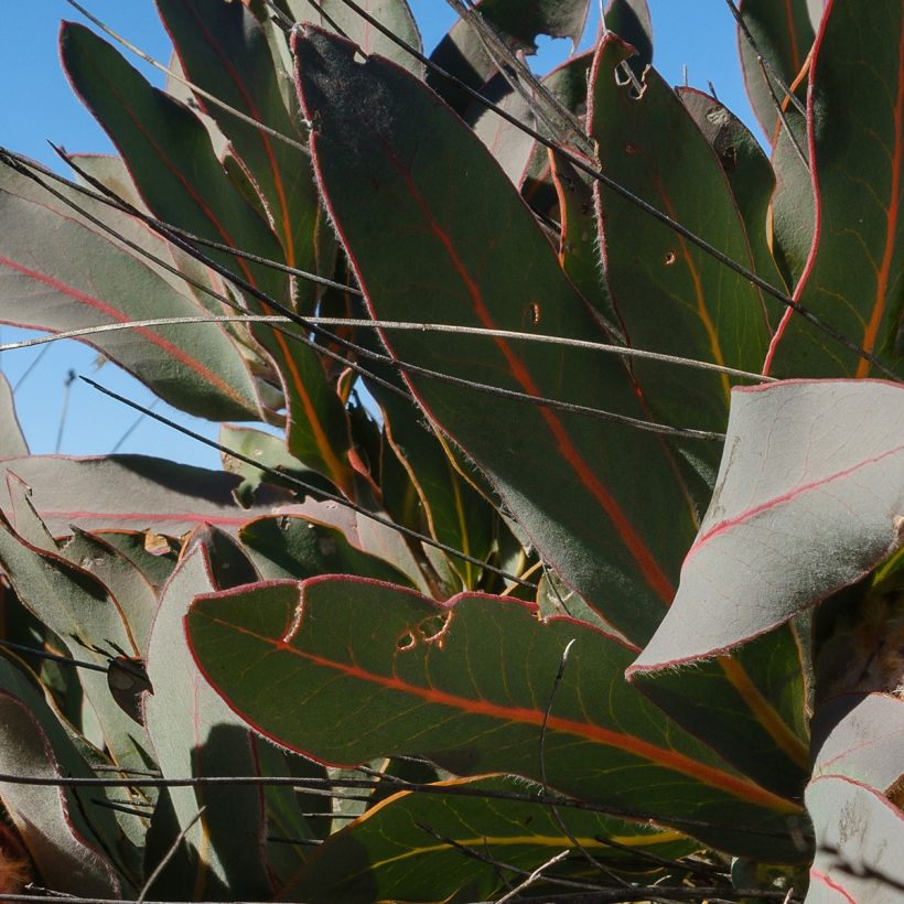 Protea magnifica - Protée magnifique, Reine Protée (Feuillage)