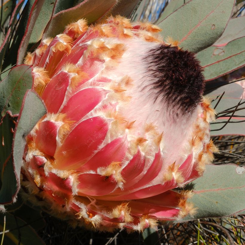 Protea magnifica - Protée magnifique, Reine Protée (Floraison)
