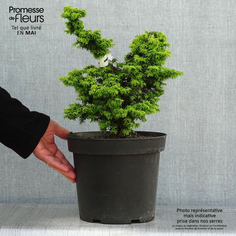 Spécimen de Pruche du Canada - Tsuga canadensis Jervis                          Pot de 7,5L/10LHauteur livrée env. 30/40cm tel que livré au printemps