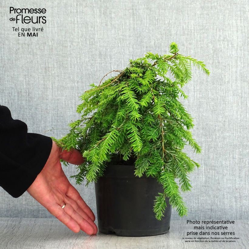 Spécimen de Pruche du Canada - Tsuga canadensis Pendula                        Pot de 2L/3LHauteur livrée env. 30/40cm tel que livré au printemps