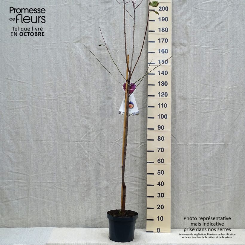 Spécimen de Pruneau de Bâle - Prunier Hauszwetsche - Quetsche tel que livré en automne