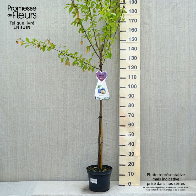 Spécimen de Pruneau de Bâle - Prunier Hauszwetsche - Quetsche Demi-tige en pot de 7,5l/10l tel que livré au printemps