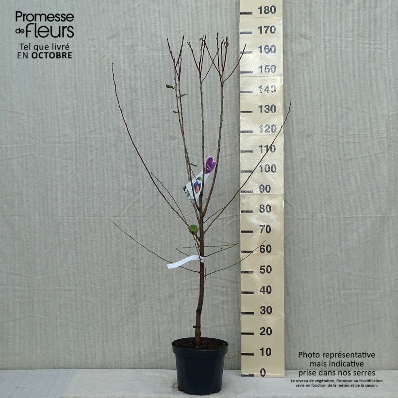 Spécimen de Pruneau de Bâle - Prunier Hauszwetsche - Quetsche tel que livré en automne
