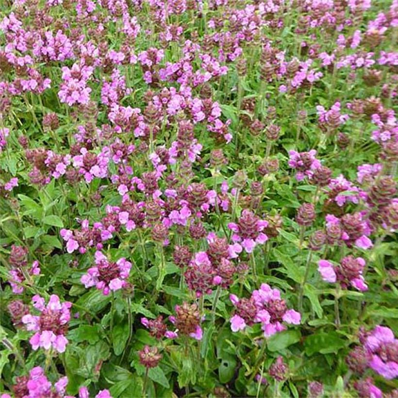 Prunella (x) webbiana Rosea - Brunelle (Floraison)