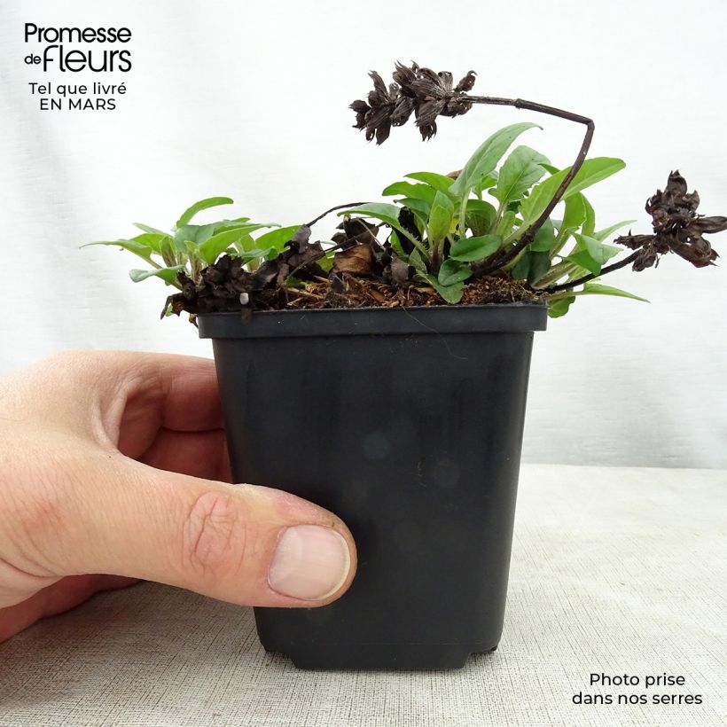 Spécimen de Prunella grandiflora Altenberg Rosa - Brunelle à grandes fleurs Godet de 9cm tel que livré au printemps