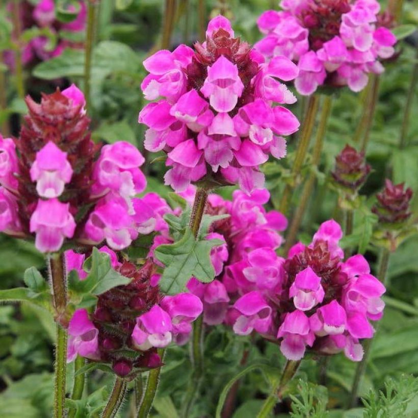 Prunella grandiflora Bella Deep Rose - Brunelle à grandes fleurs (Floraison)