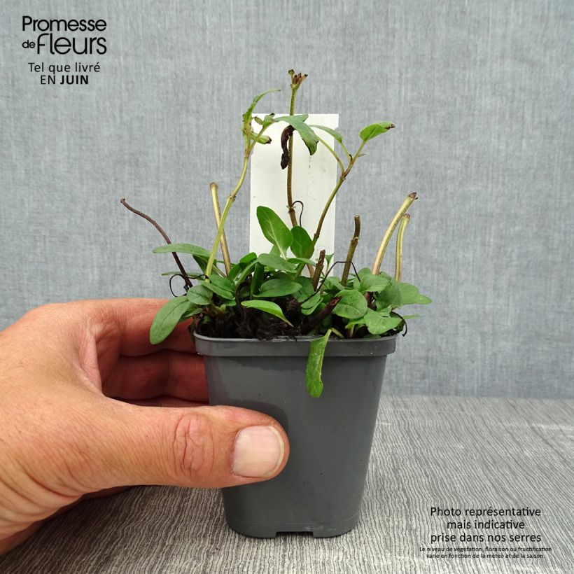 Spécimen de Prunella grandiflora Bella Deep Rose - Brunelle à grandes fleurs Godet de 7/8 cm tel que livré en été