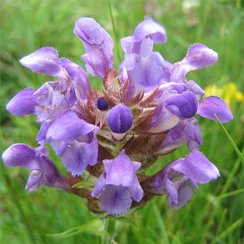 Prunella grandiflora Altenberg Rosa - Brunelle à grandes fleurs (Floraison)