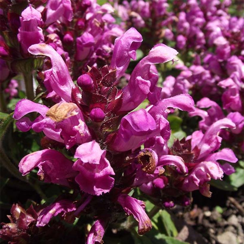 Prunella grandiflora Pink Loveliness - Brunelle rose tendre. (Floraison)