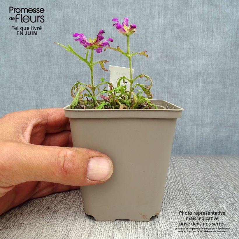 Spécimen de Prunella grandiflora Pink Loveliness - Brunelle rose tendre. Godet de 8/9 cm tel que livré en été
