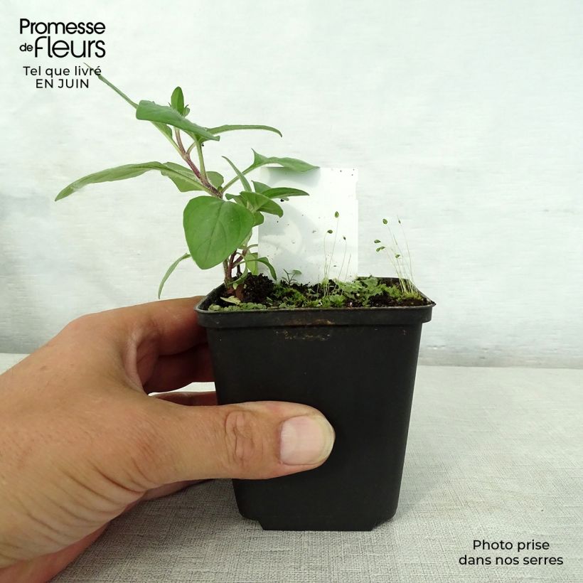 Spécimen de Prunella (x) webbiana Rosea - Brunelle Godet de 8/9 cm tel que livré en été