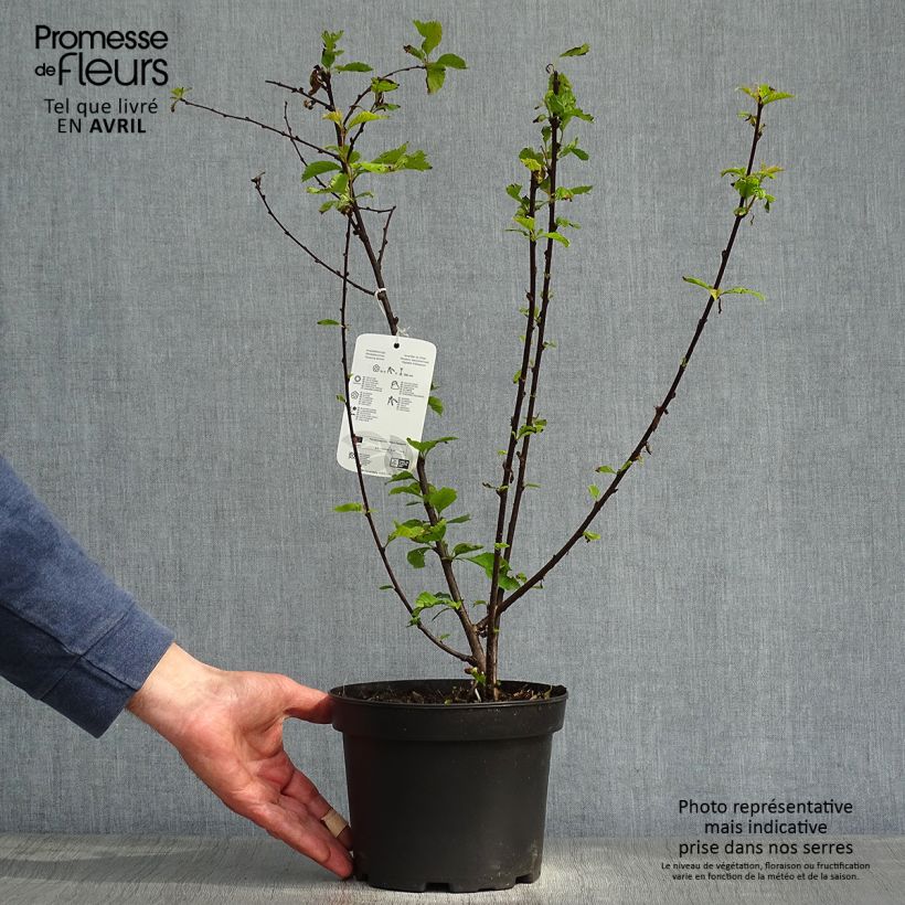 Spécimen de Prunellier - Prunus spinosa tel que livré au printemps