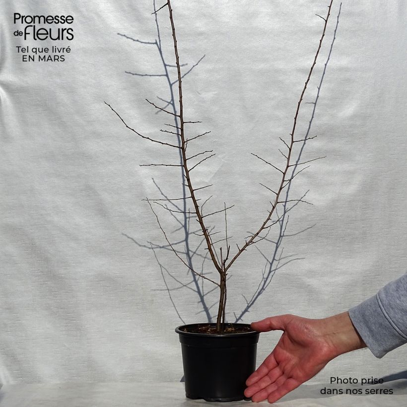 Spécimen de Prunellier - Prunus spinosa en pot de 2L. tel que livré au printemps