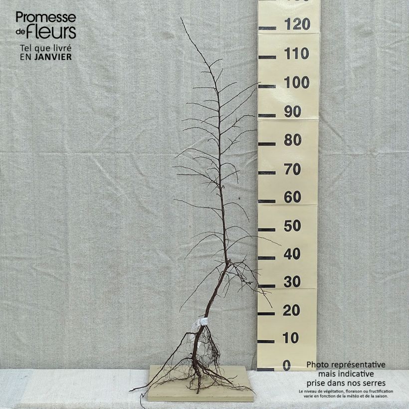 Spécimen de Prunellier - Prunus spinosa tel que livré en hiver