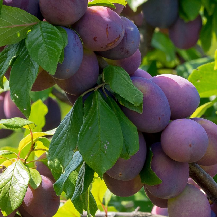 Prunier Quetsche Altesse simple - Prune de Namur (Récolte)