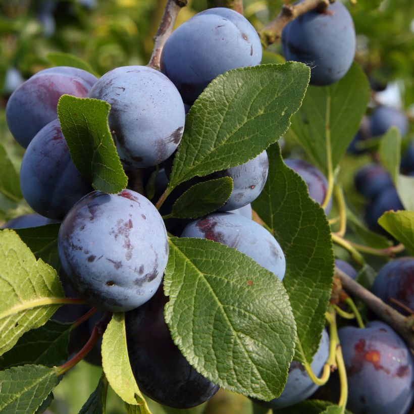 Prunier Bleue de Belgique (Récolte)