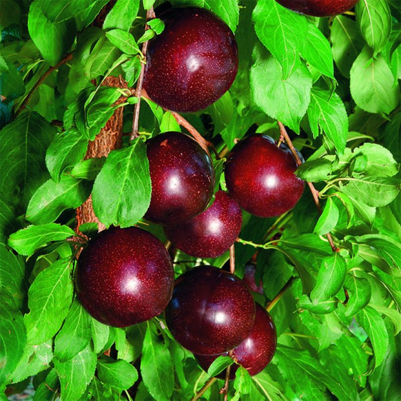 Prunier Crimson Glo (Récolte)