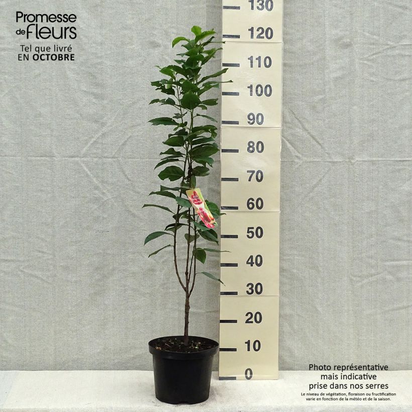 Spécimen de Prunier Mirabelle Ruby® Pot de 12L tel que livré en automne