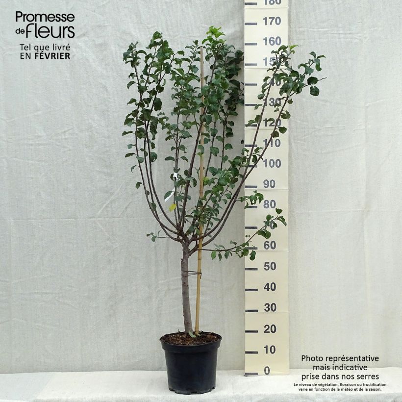 Spécimen de Prunier Mirabelle de Metz Pot de 7,5L/10L, Gobelet tel que livré en automne