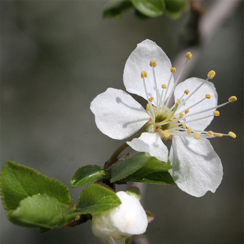 Prunier Mirabelle de Nancy (Floraison)