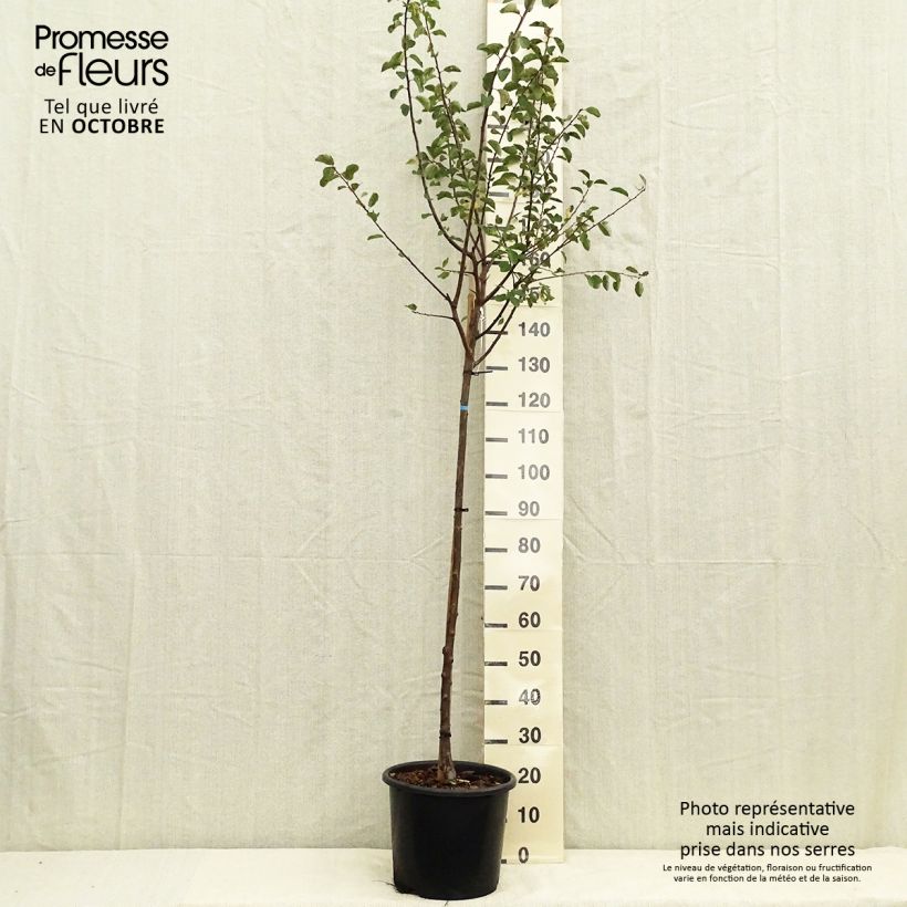 Spécimen de Prunier Mirabelle de Nancy Pot de 7,5L/10L, Demi-Tige tel que livré en automne