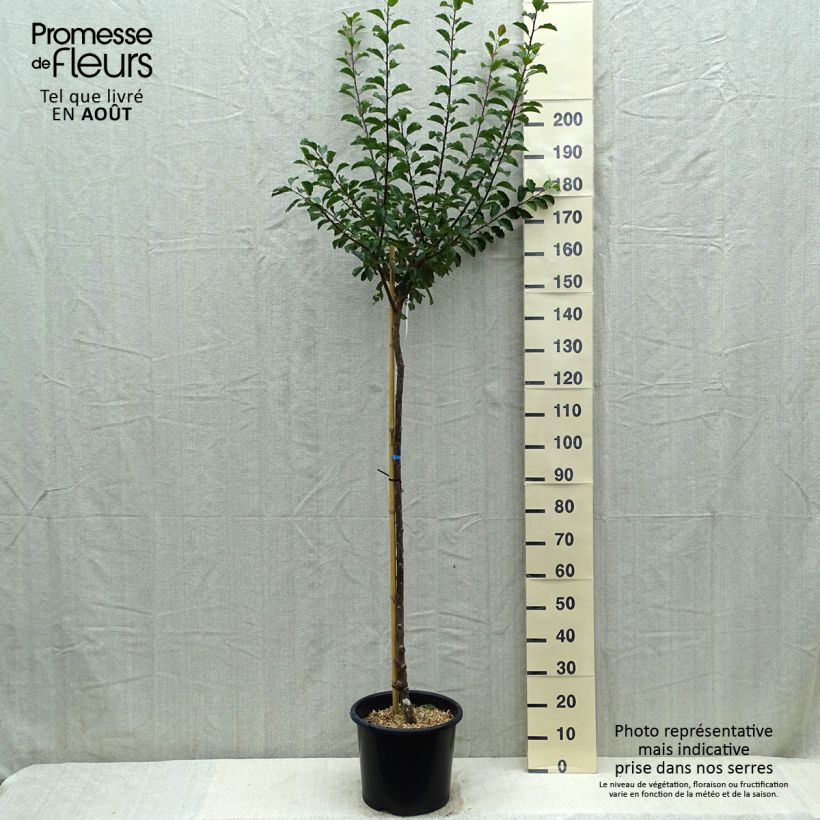 Spécimen de Prunier Mirabelle de Nancy Pot de 7,5L/10L, Demi-Tige tel que livré en été