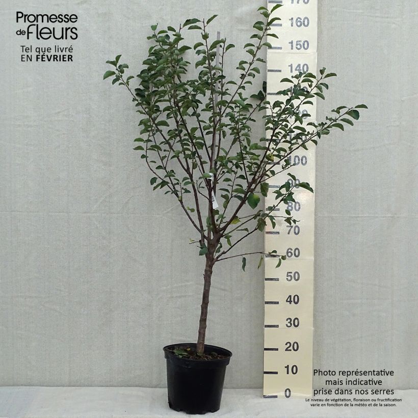 Spécimen de Prunier Mirabelle de Nancy Pot de 7,5L/10L, Gobelet tel que livré en automne