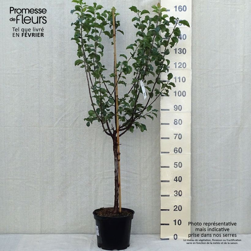 Spécimen de Prunier Monsieur Hâtif Pot de 7,5L/10L, Gobelet tel que livré en automne