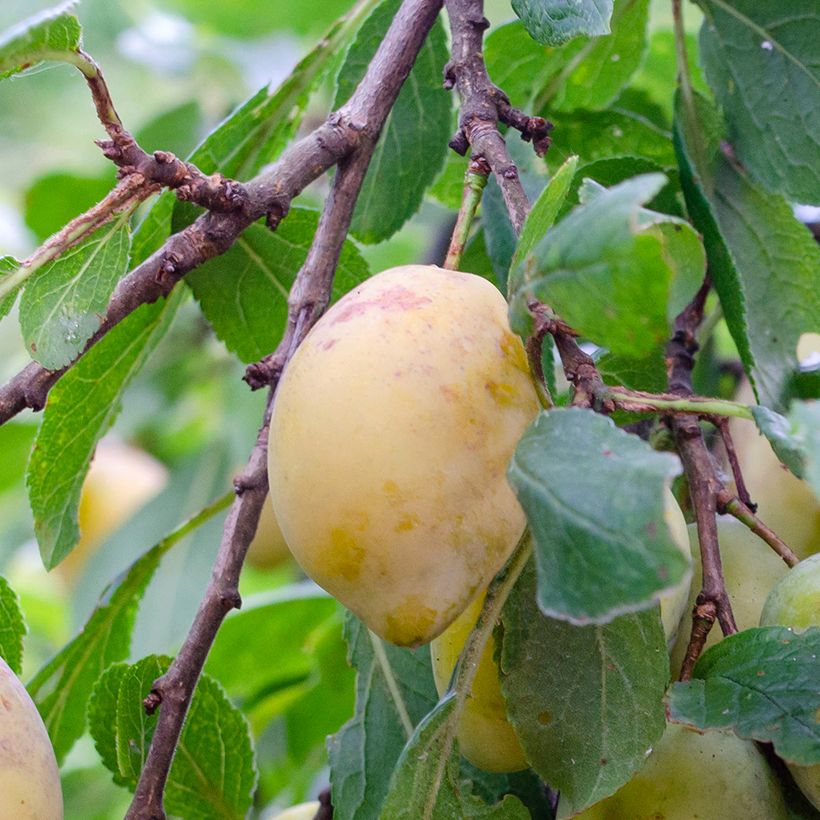 Prunier Monsieur Jaune (Récolte)