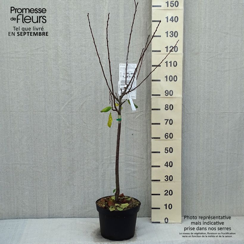 Spécimen de Prunier Prune d'Ente - Pruneau d'Agen - Gobelet en pot de 7,5L/10L tel que livré en automne