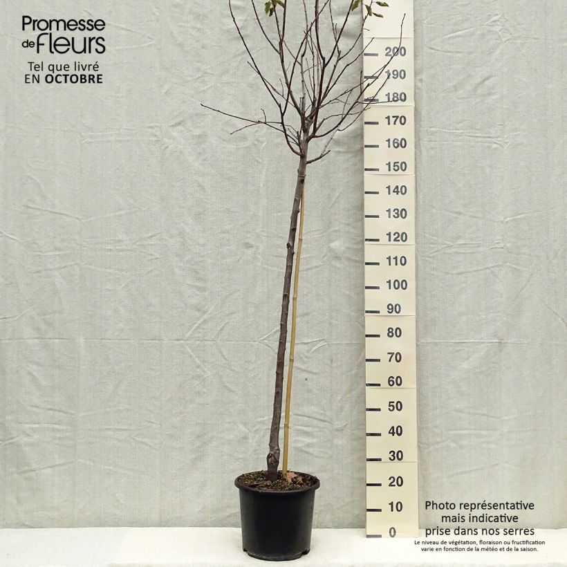 Spécimen de Prunier Prune d'Ente - Pruneau d'Agen  Pot de 12L/15L, Demi-Tige tel que livré en automne