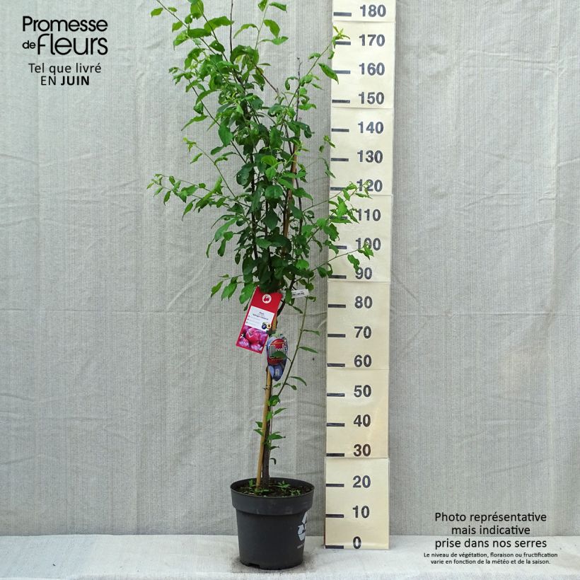 Spécimen de Prunier Queen Victoria Pot de 7,5L/10L tel que livré au printemps