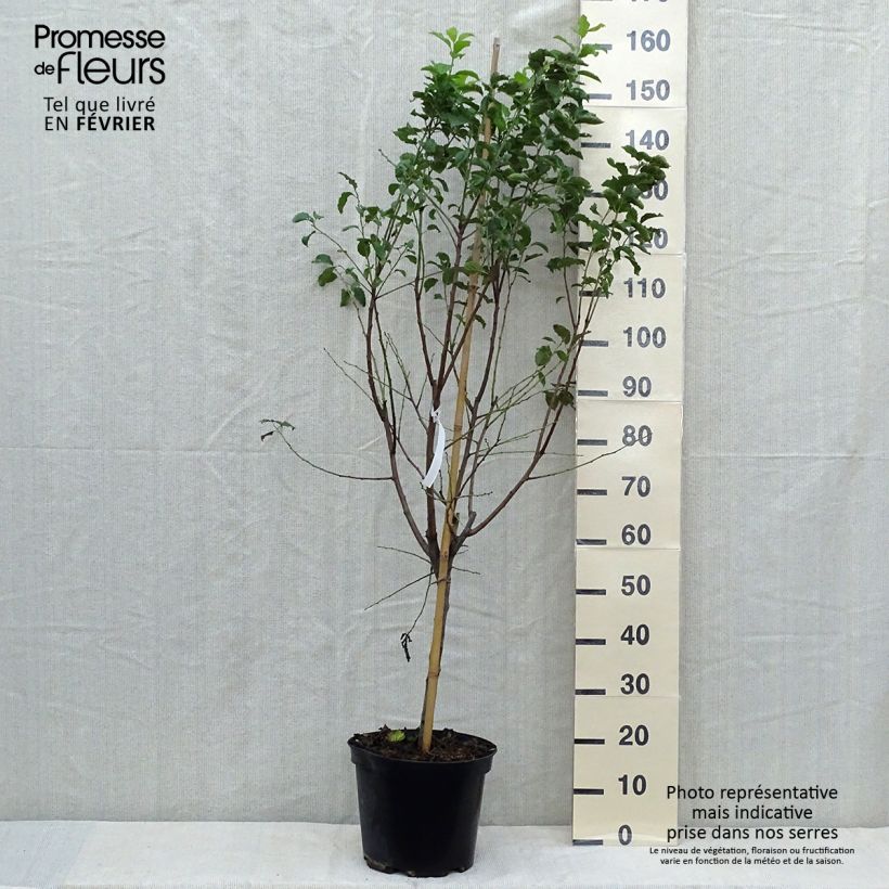 Spécimen de Prunier Quetsche d'Alsace Pot de 7,5L/10L, Gobelet tel que livré en automne