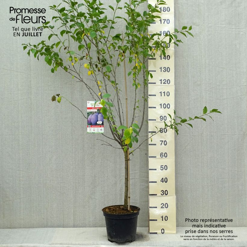Spécimen de Prunier Quetsche d'Alsace Gobelet Pot de 7,5L/10L tel que livré en été